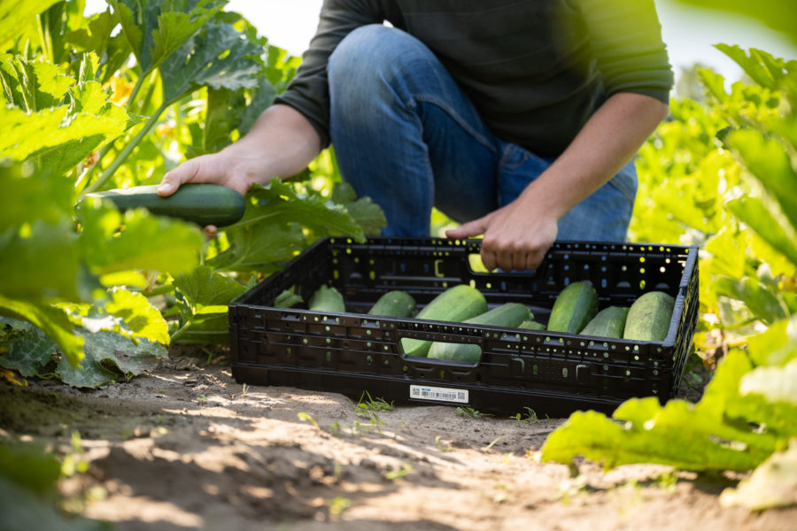collapsible fruit and vegetable boxes from WALTHER in use at the cropfield